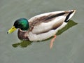 Mallard duck swimming Royalty Free Stock Photo