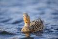 Mallard duck swimming in water Royalty Free Stock Photo