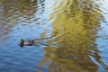 Mallard Duck swimming on the water surface of the lake in soft focus Royalty Free Stock Photo