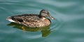 Mallard duck swims in the backwater Royalty Free Stock Photo