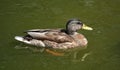 Mallard duck swims in the backwater Royalty Free Stock Photo