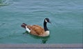 Mallard duck swims in blue lake