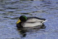 Mallard Duck