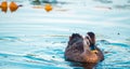 Mallard duck swims at Ilsan Lake Park. Royalty Free Stock Photo