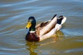 Mallard duck swims in lake