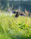 Mallard Duck Take-Off, Lac des Habitants, Lamarche, Quebec Royalty Free Stock Photo