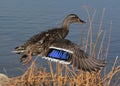 Mallard Duck Taking Off