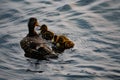 Mallard Duck and First-Time Swimmers