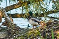 Mallard duck on the trunk of a tree Royalty Free Stock Photo