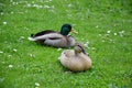 mallard duck, two ducks Royalty Free Stock Photo