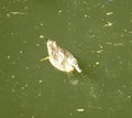 Mallard Duck wading on an English Canal