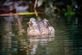 Mallard Duck wading in a pond with head up