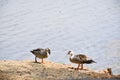 Mallard Duck is walking along the side of the pond with his partner