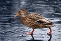 Mallard duck walks on frozen lake Royalty Free Stock Photo
