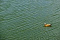 mallard duck on a water in dark pond with floating autumn or fall leaves, top view. Beautiful fall nature background