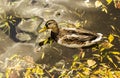 Mallard duck on the water in a dark pond with floating autumn leaves, top view. Beautiful autumn nature. Autumn-October animal