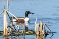 Mallard duck,water,lake Royalty Free Stock Photo