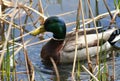 Mallard Duck in water with reeds