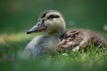 Mallard Duckling Royalty Free Stock Photo