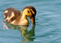 Mallard Duckling Royalty Free Stock Photo