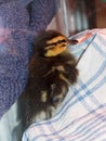Rescued baby Mallard duckling being raised in captivity.