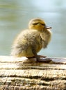 Mallard Duckling - Anas platyrhynchos Royalty Free Stock Photo