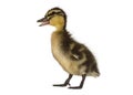 Mallard duckling beak open quacking, on a white background. Royalty Free Stock Photo