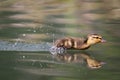 Mallard Duckling Royalty Free Stock Photo