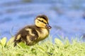 Mallard Duckling Royalty Free Stock Photo