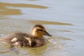 Mallard duckling Royalty Free Stock Photo