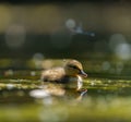 Mallard duckling feeding in wetland pond