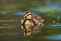 Mallard duckling feeding in wetland pond