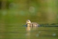 Mallard duckling feeding in wetland pond