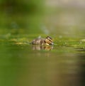 Mallard duckling feeding in wetland pond