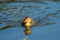 Mallard duckling feeding in wetland pond