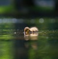 Mallard duckling feeding in wetland pond