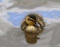 Mallard duckling floating on reflected sky