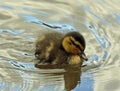 Mallard duckling floating on reflected sky