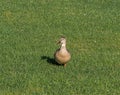 Mallard duckling at a golf course in Palm Desert, California Royalty Free Stock Photo