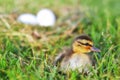 A Mallard Duckling by a Nest