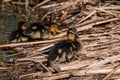 Mallard duckling on reed bed nest Royalty Free Stock Photo