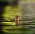 Mallard duckling resting in a pond