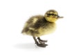 Mallard duckling standing isolated on white