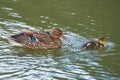 A mallard duckling swimming with adult parent duck