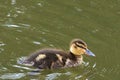 A mallard duckling swimming