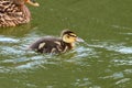 A mallard duckling swimming