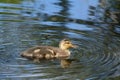 Mallard duckling swimming in pond Royalty Free Stock Photo