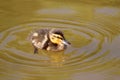 Mallard duckling swimming in a summer lake Royalty Free Stock Photo