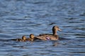 Mallard Duckling Twins Swimming with their Mother Duck Royalty Free Stock Photo