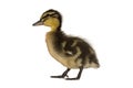 Mallard duckling, two weeks old, white background. Standing. Royalty Free Stock Photo